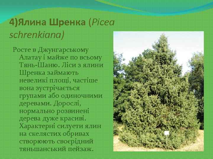 4)Ялина Шренка (Picea schrenkiana) Росте в Джунгарському Алатау і майже по всьому Тянь-Шаню. Ліси