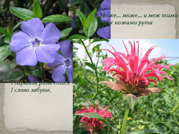 Може. . . може. . . а меж тими Меж ножами рута І барвінок