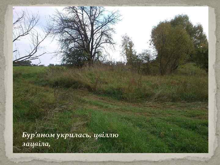 Бур’яном укрилась, цвіллю зацвіла, 