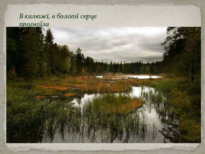В калюжі, в болоті серце прогноїла 
