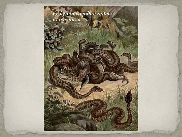І в дупло холодне гадюк напустила, 