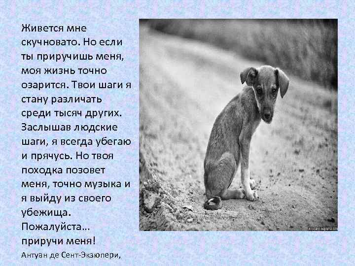 Живется мне скучновато. Но если ты приручишь меня, моя жизнь точно озарится. Твои шаги