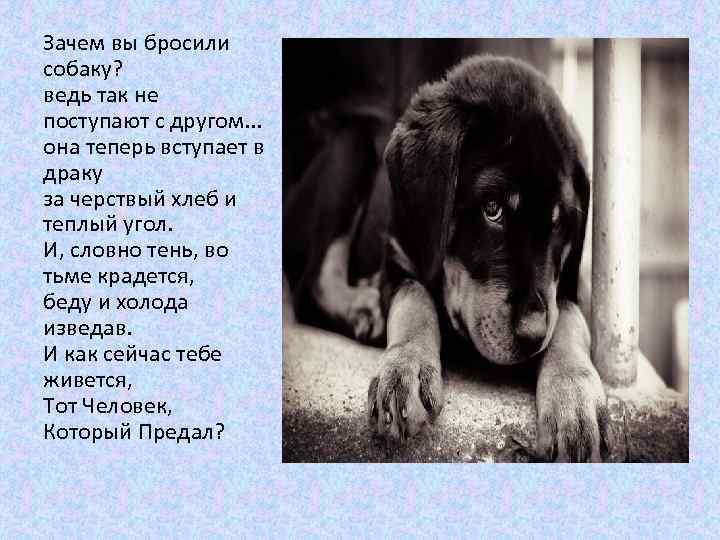 Зачем вы бросили собаку? ведь так не поступают с другом. . . она теперь