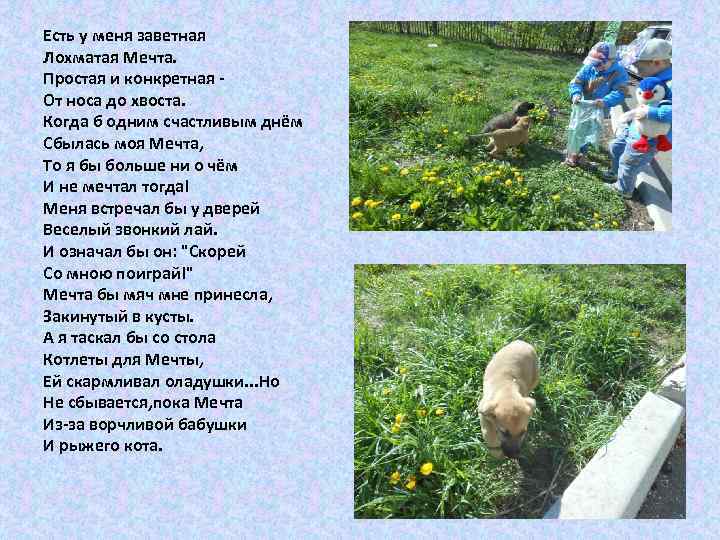 Есть у меня заветная Лохматая Мечта. Простая и конкретная - От носа до хвоста.