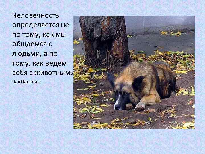 Человечность определяется не по тому, как мы общаемся с людьми, а по тому, как