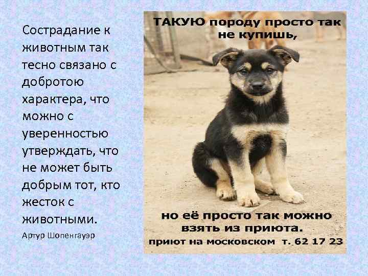 Сострадание к животным так тесно связано с добротою характера, что можно с уверенностью утверждать,