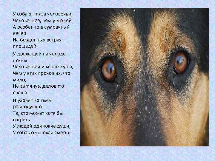 У собаки глаза человечьи, Человечнее, чем у людей, А особенно в сумрачный вечер На