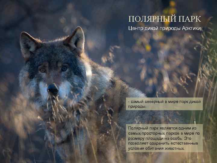 ПОЛЯРНЫЙ ПАРК Центр дикой природы Арктики - самый северный в мире парк дикой природы.