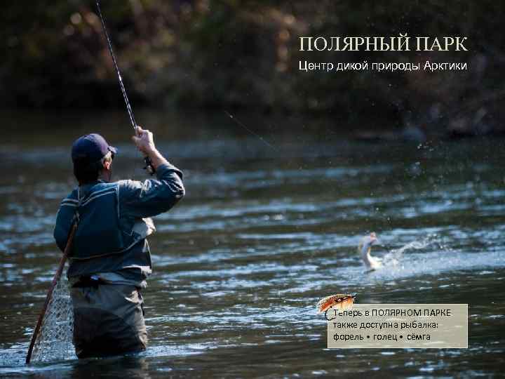 ПОЛЯРНЫЙ ПАРК Центр дикой природы Арктики Теперь в ПОЛЯРНОМ ПАРКЕ также доступна рыбалка: форель
