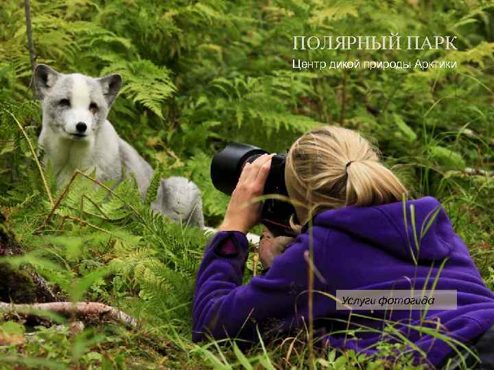 ПОЛЯРНЫЙ ПАРК Центр дикой природы Арктики Услуги фотогида 