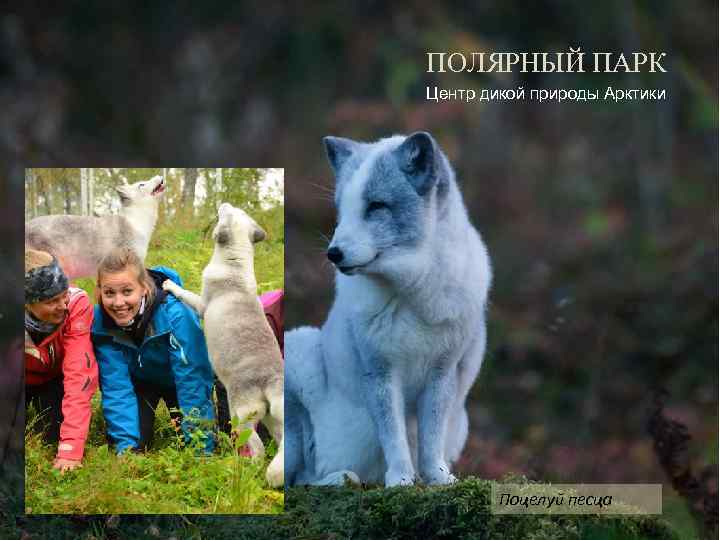 ПОЛЯРНЫЙ ПАРК Центр дикой природы Арктики Поцелуй песца 