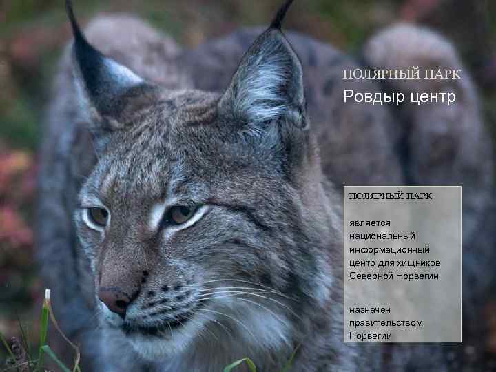 ПОЛЯРНЫЙ ПАРК Ровдыр центр ПОЛЯРНЫЙ ПАРК является национальный информационный центр для хищников Северной Норвегии