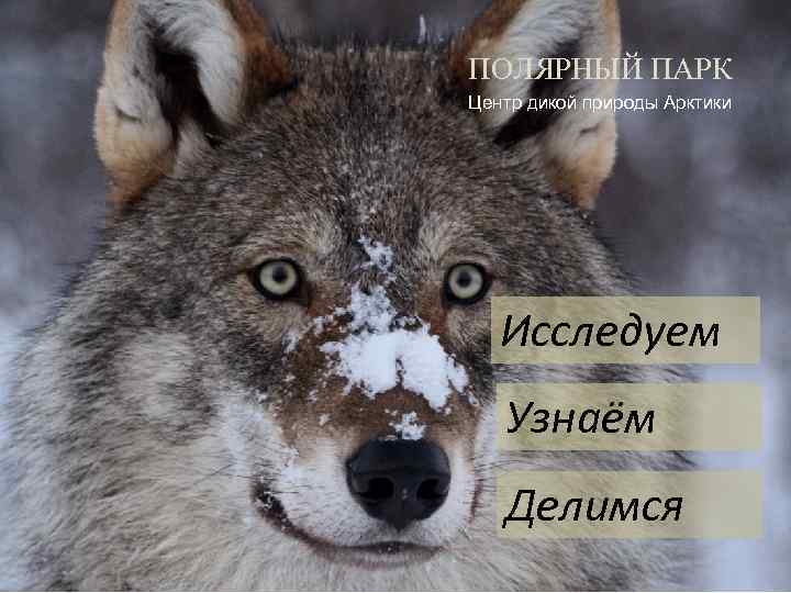 ПОЛЯРНЫЙ ПАРК Центр дикой природы Арктики Исследуем Узнаём Делимся 