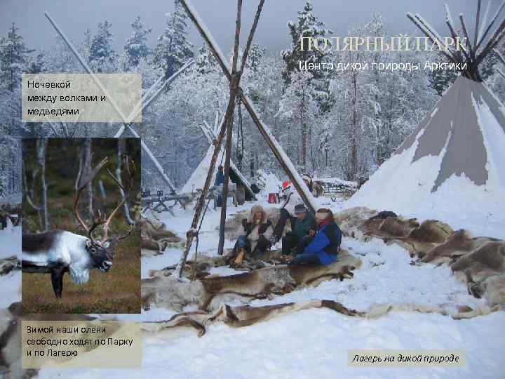 ПОЛЯРНЫЙ ПАРК Центр дикой природы Арктики Ночевкой между волками и медведями Зимой наши олени