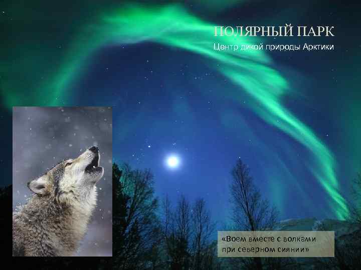 ПОЛЯРНЫЙ ПАРК Центр дикой природы Арктики «Воем вместе с волками при северном сиянии» 