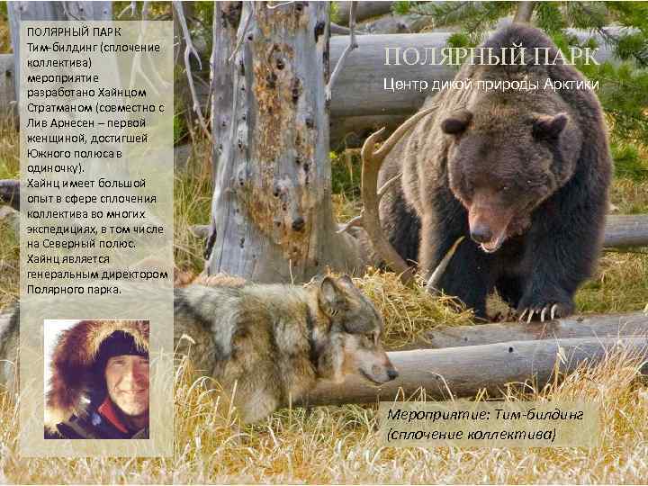 ПОЛЯРНЫЙ ПАРК Тим-билдинг (сплочение коллектива) мероприятие разработано Хайнцом Стратманом (совместно с Лив Арнесен –