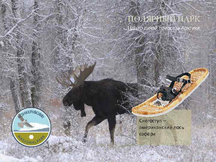 ПОЛЯРНЫЙ ПАРК Центр дикой природы Арктики Снегоступ – американский лось сафари 