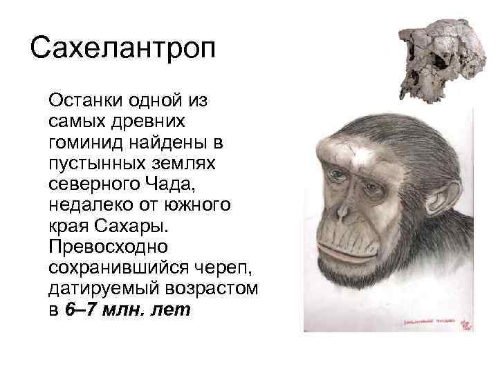 Сахелантроп Останки одной из самых древних гоминид найдены в пустынных землях северного Чада, недалеко