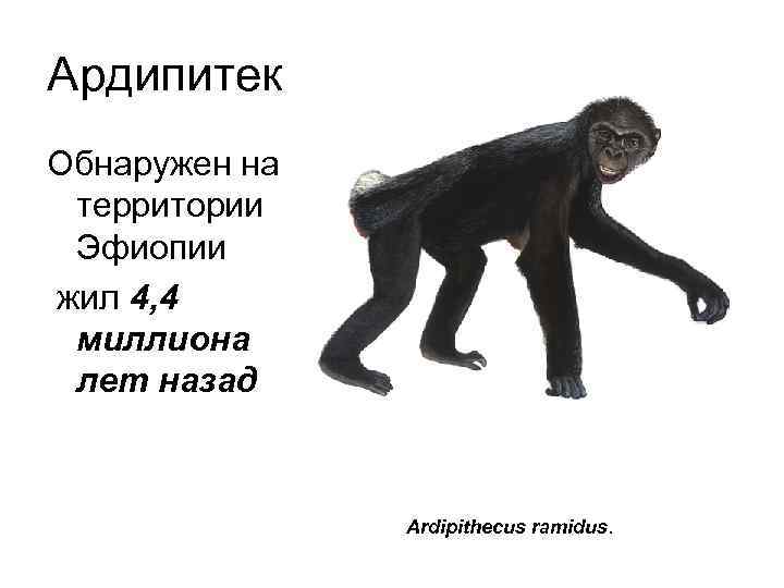 Ардипитек Обнаружен на территории Эфиопии жил 4, 4 миллиона лет назад Ardipithecus ramidus. 