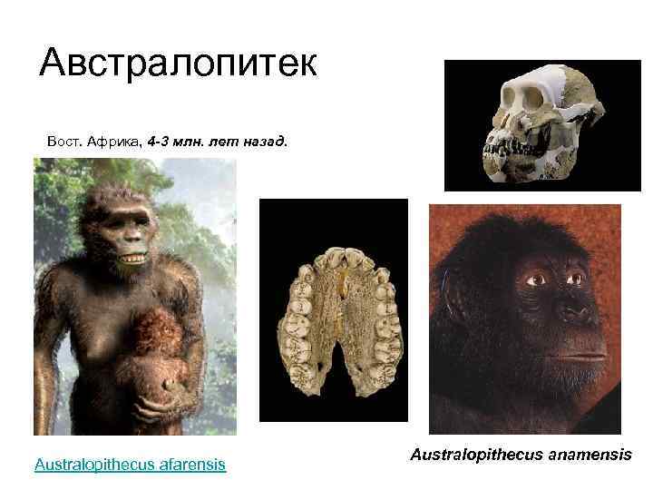 Австралопитек Вост. Африка, 4 -3 млн. лет назад. Australopithecus afarensis Australopithecus anamensis 