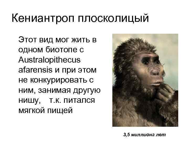 Кениантроп плосколицый Этот вид мог жить в одном биотопе с Australopithecus afarensis и при