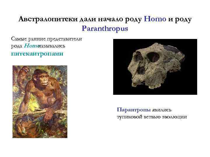 Австралопитеки дали начало роду Homo и роду Paranthropus Самые ранние представители рода Homo назывались