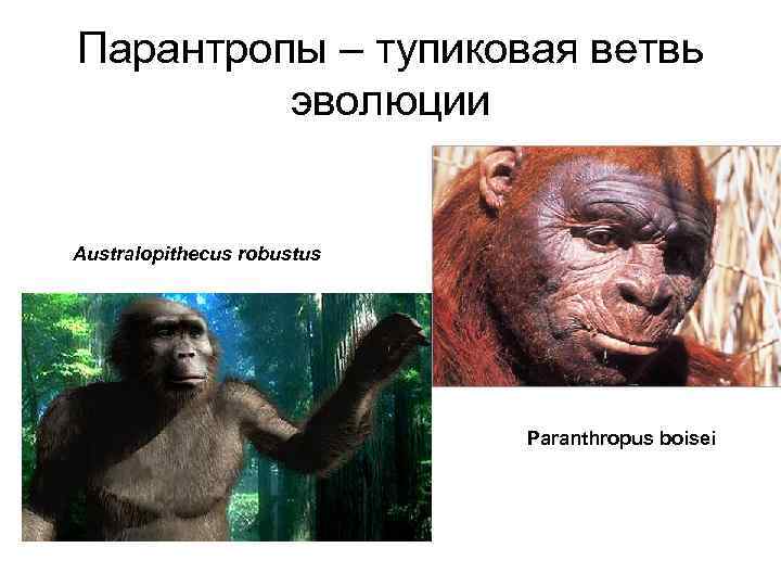 Парантропы – тупиковая ветвь эволюции Australopithecus robustus Paranthropus boisei 