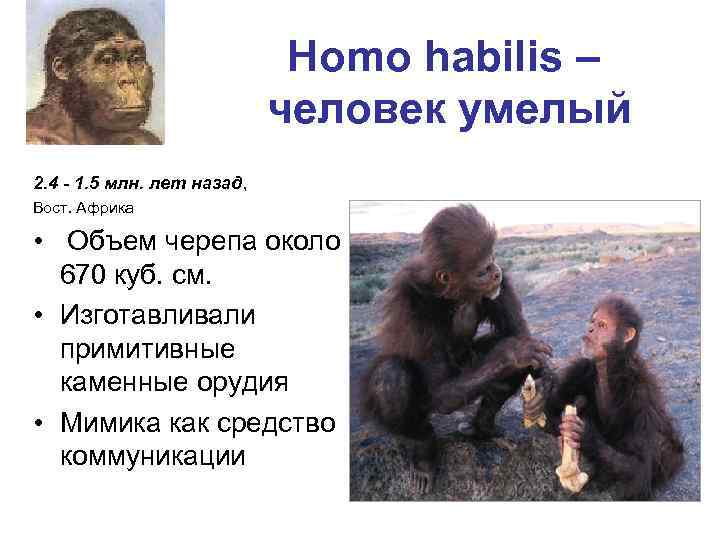 Homo habilis – человек умелый 2. 4 - 1. 5 млн. лет назад, Вост.