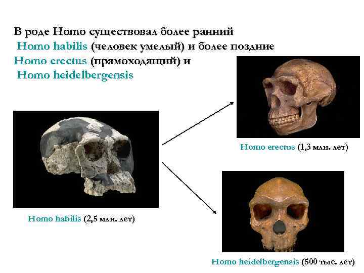 В роде Homo существовал более ранний Homo habilis (человек умелый) и более поздние Homo