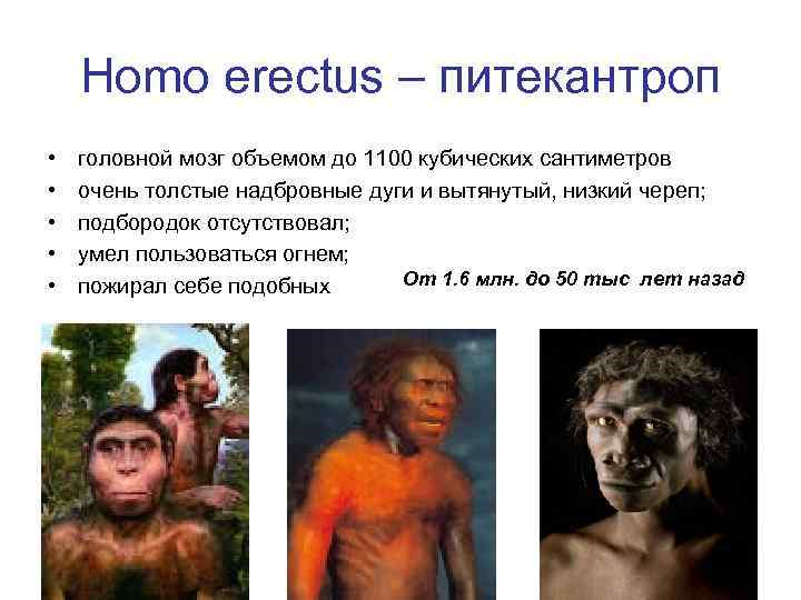 Homo erectus – питекантроп • • • головной мозг объемом до 1100 кубических сантиметров