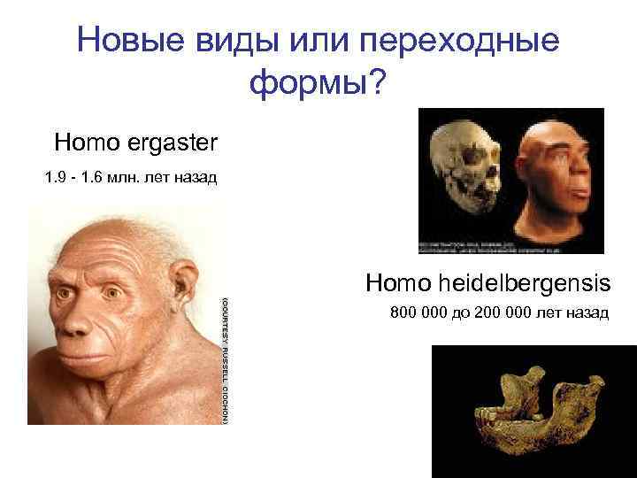 Новые виды или переходные формы? Homo ergaster 1. 9 - 1. 6 млн. лет