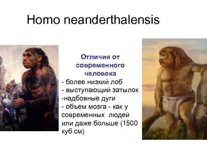 Homo neanderthalensis Отличия от современного человека - более низкий лоб - выступающий затылок -надбовные