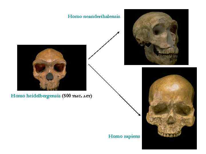 Homo neanderthalensis Homo heidelbergensis (500 тыс. лет) Homo sapiens 