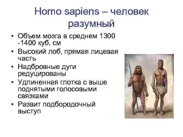 Homo sapiens – человек разумный • Объем мозга в среднем 1300 -1400 куб. см