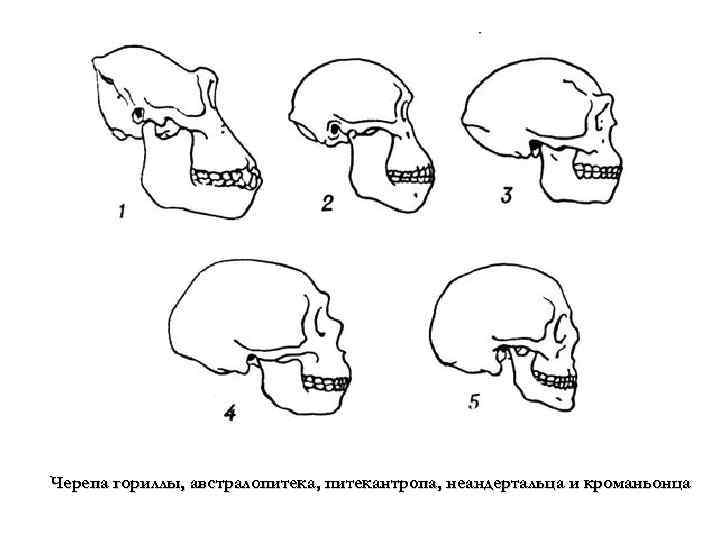 Черепа гориллы, австралопитека, питекантропа, неандертальца и кроманьонца 