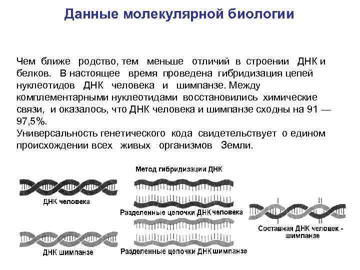 Данные молекулярной биологии Чем ближе родство, тем меньше отличий в строении ДНК и белков.