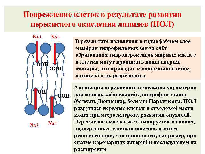 Повреждение клеток в результате развития перекисного окисления липидов (ПОЛ) Na+ OOH В результате появления