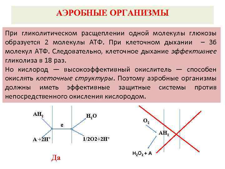 АЭРОБНЫЕ ОРГАНИЗМЫ При гликолитическом расщеплении одной молекулы глюкозы образуется 2 молекулы АТФ. При клеточном