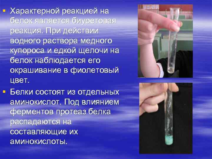 § Характерной реакцией на белок является биуретовая реакция. При действии водного раствора медного купороса