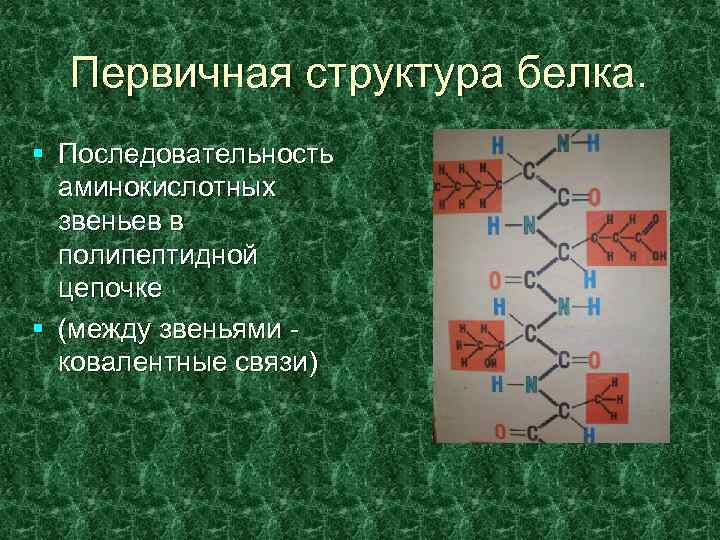 Первичная структура белка. § Последовательность аминокислотных звеньев в полипептидной цепочке § (между звеньями ковалентные