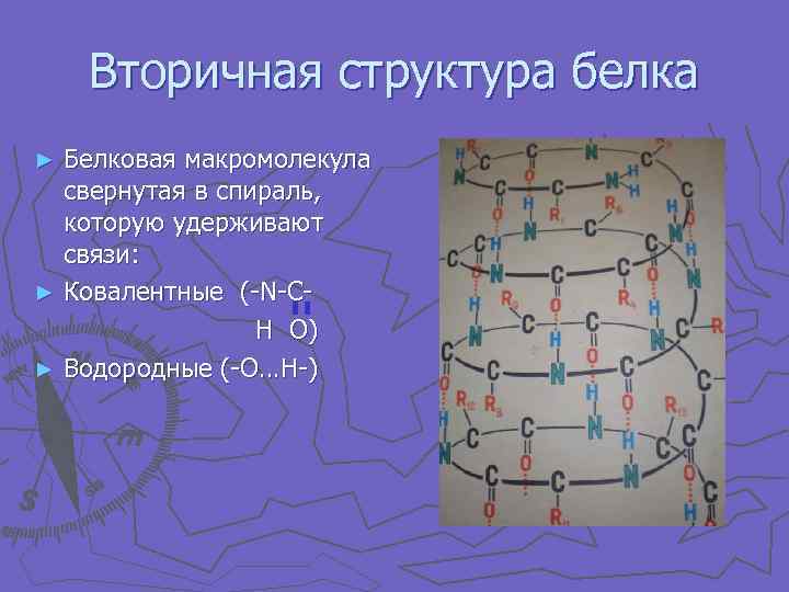 Вторичная структура белка Белковая макромолекула свернутая в спираль, которую удерживают связи: ► Ковалентные (-N-CH