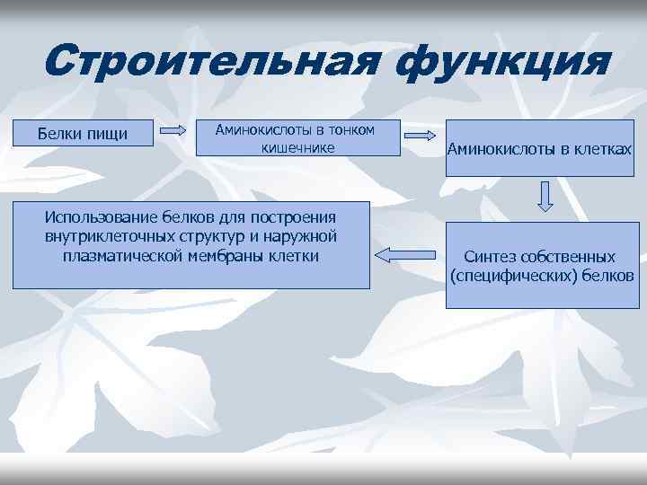 Строительный белок. Структурно строительная функция белков. Белки строительная функция. Функции белков строительная функция. Строительная функция.