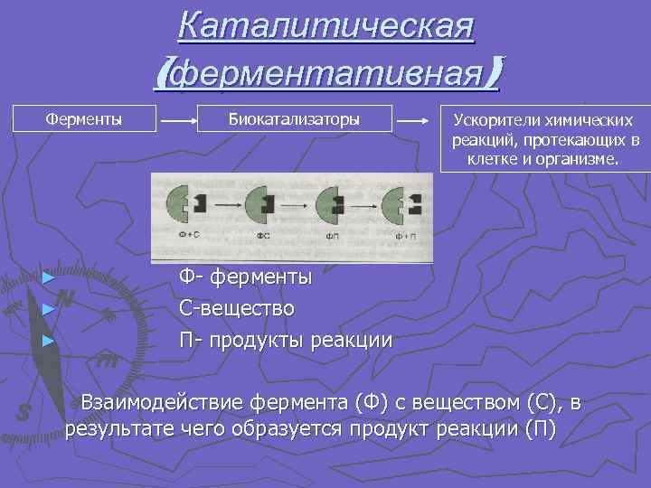 Каталитическая (ферментативная) Ферменты ► ► ► Биокатализаторы Ускорители химических реакций, протекающих в клетке и