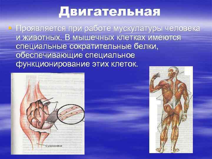 Двигательная § Проявляется при работе мускулатуры человека и животных. В мышечных клетках имеются специальные