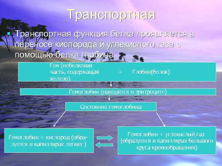 Транспортная § Транспортная функция белка проявляется в переносe кислорода и углекислого газа с помощью