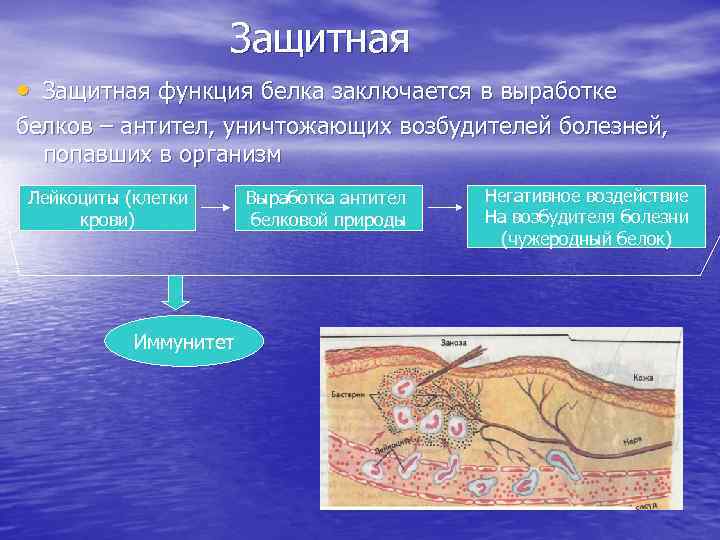 Защитная • Защитная функция белка заключается в выработке белков – антител, уничтожающих возбудителей болезней,