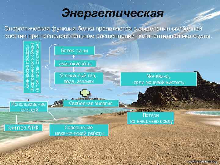 Энергетическая Химические процессы Энергетического обмена (в том числе- окисление) Энергетическая функция белка проявляется в