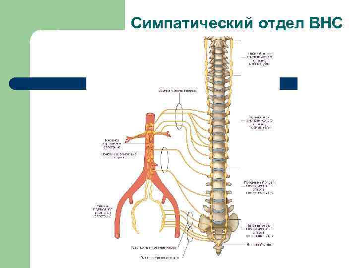 Симпатический отдел ВНС 