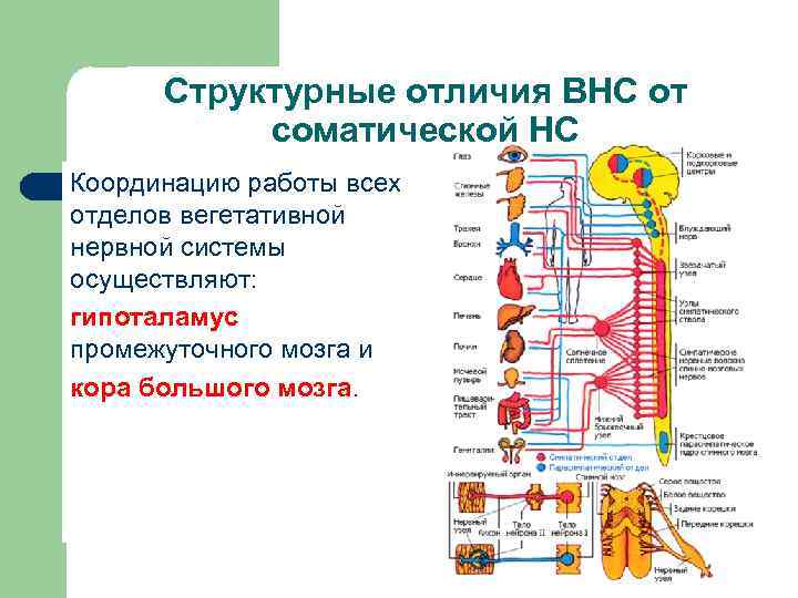 Структурные отличия ВНС от соматической НС Координацию работы всех отделов вегетативной нервной системы осуществляют: