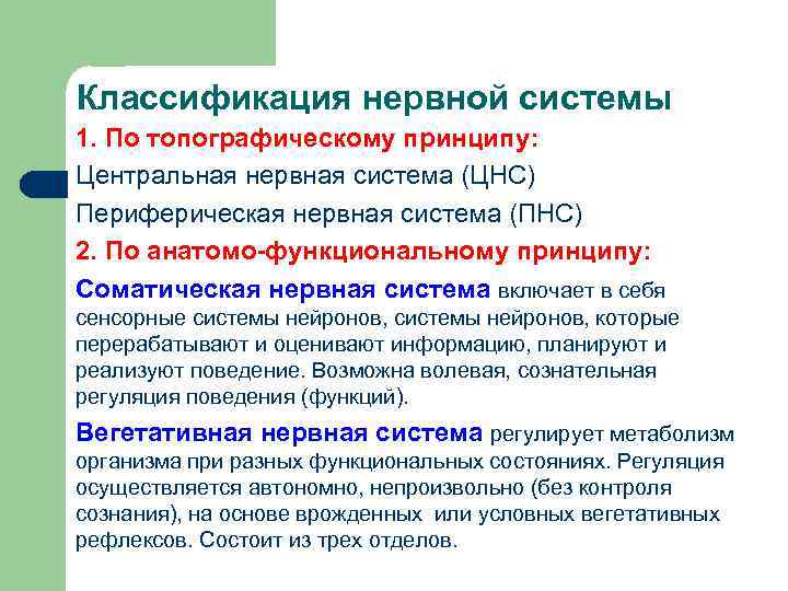 Классификация нервной системы 1. По топографическому принципу: Центральная нервная система (ЦНС) Периферическая нервная система